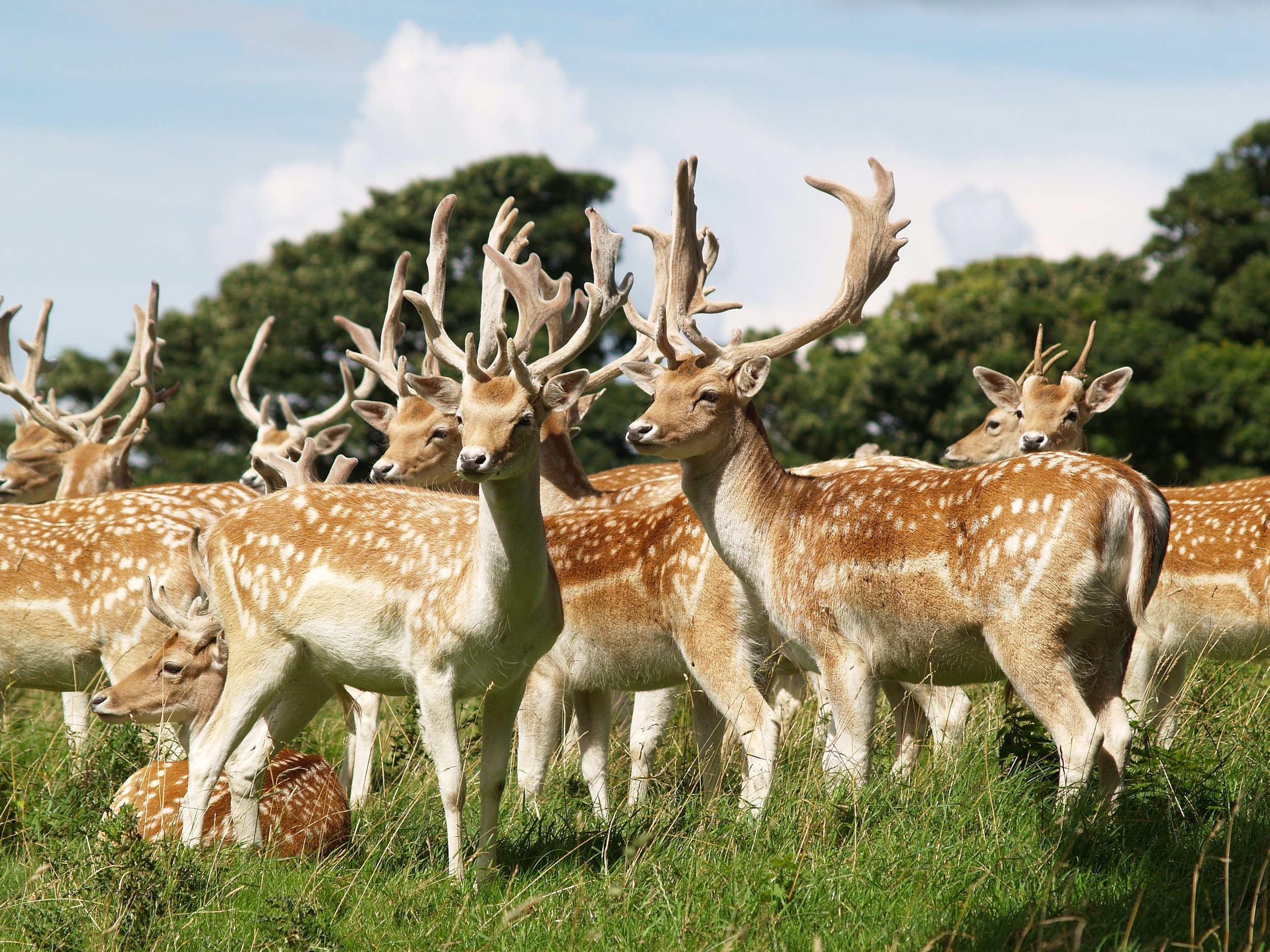 Dyrham Park - The National Trust