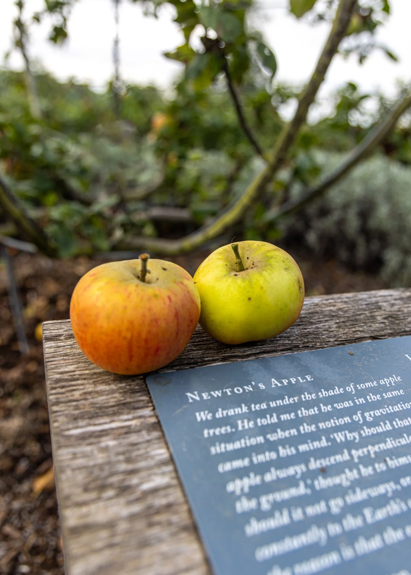 The Newt in Somerset
