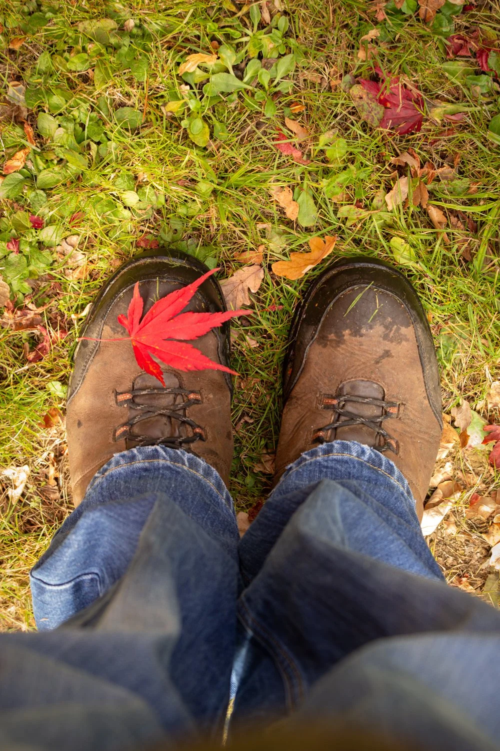 Westonbirt Arboretum