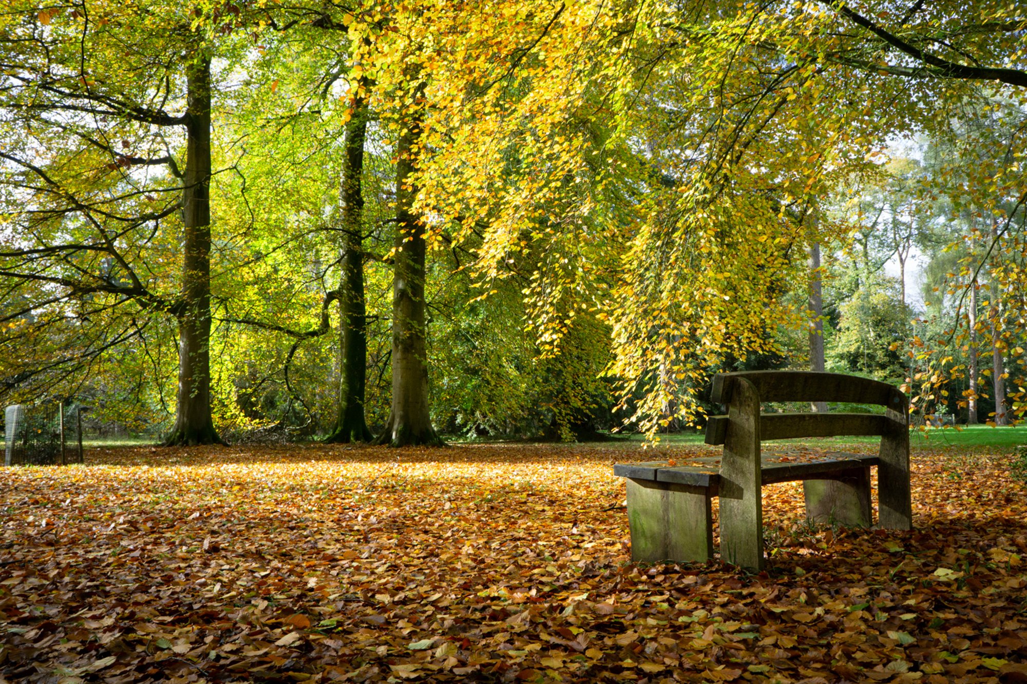 Westonbirt Arboretum Autumn.jpg