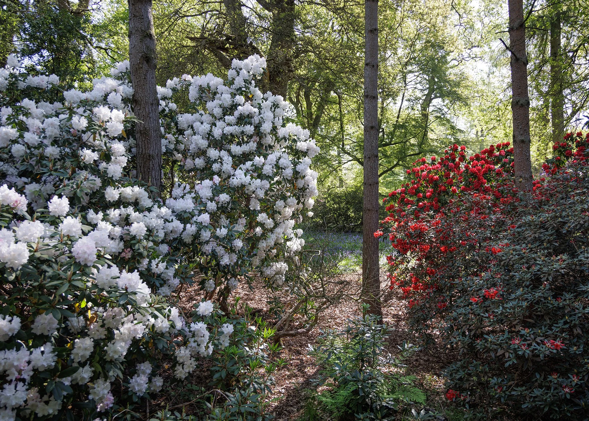 Bowood Woodland Garden, Wiltshire