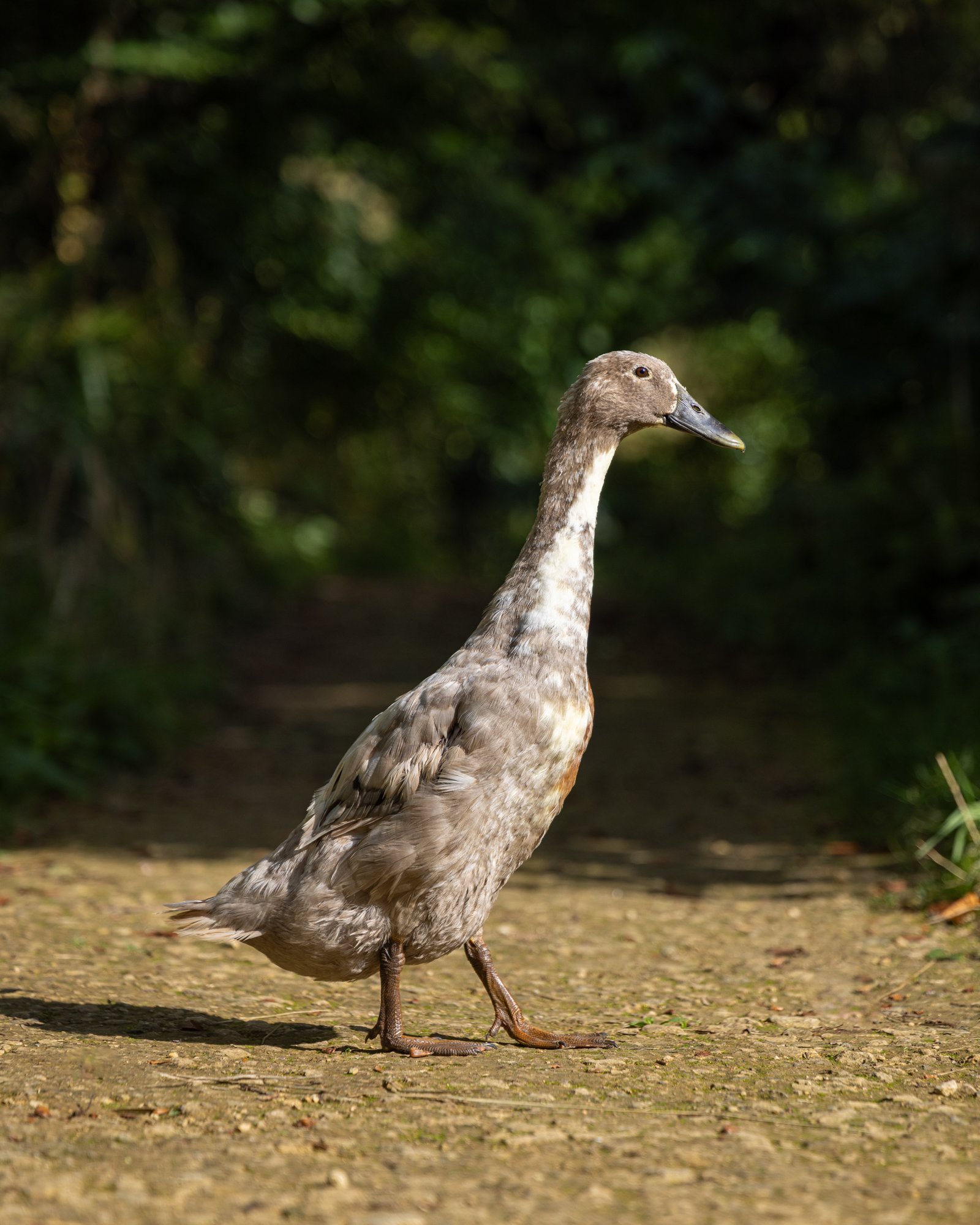 The Newt in Somerset