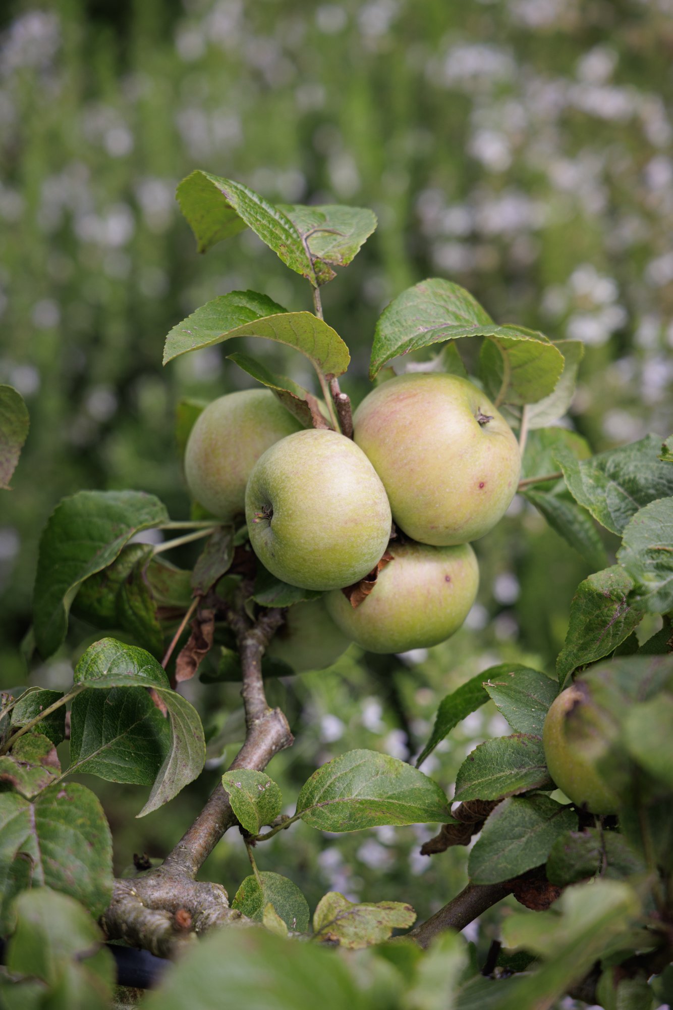 Local apple varieties - The Newt - Somerset - July 2023 - Casper Farrell (1).jpg