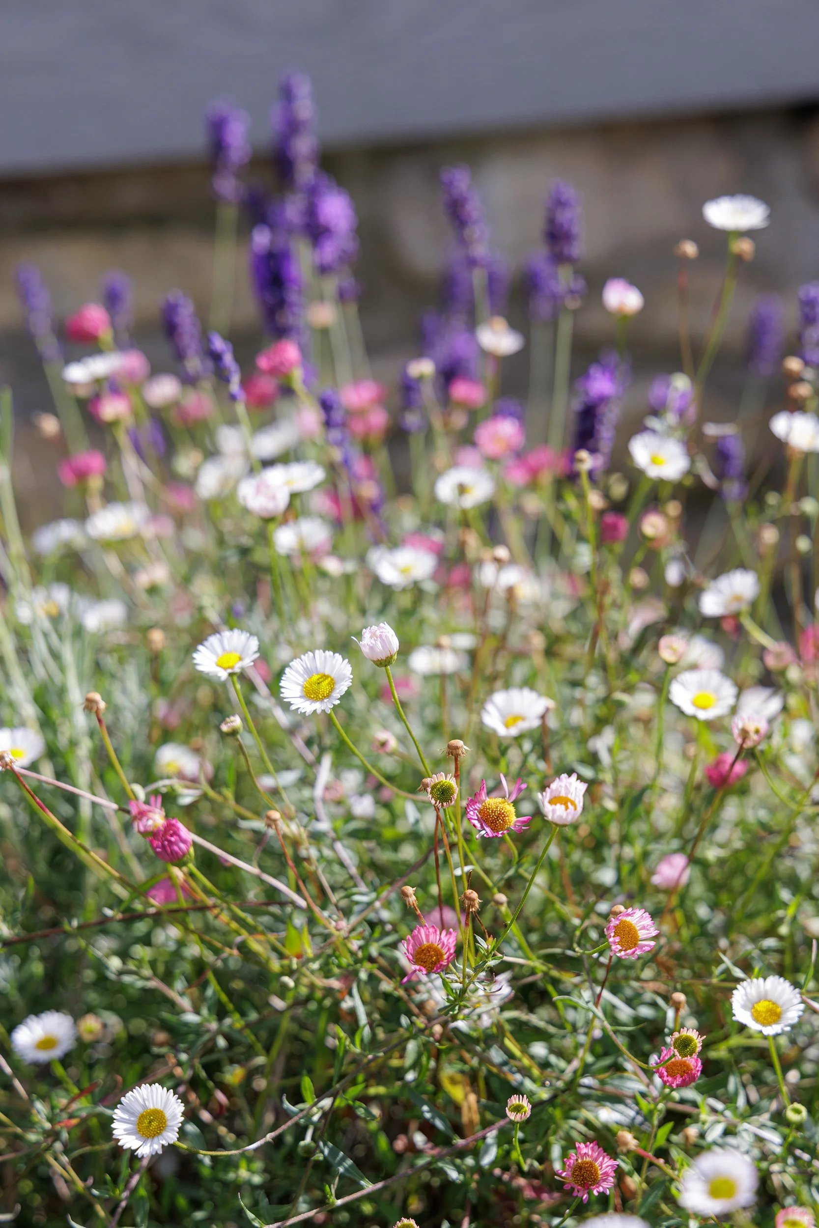 Garden Photographer - Casper Farrell