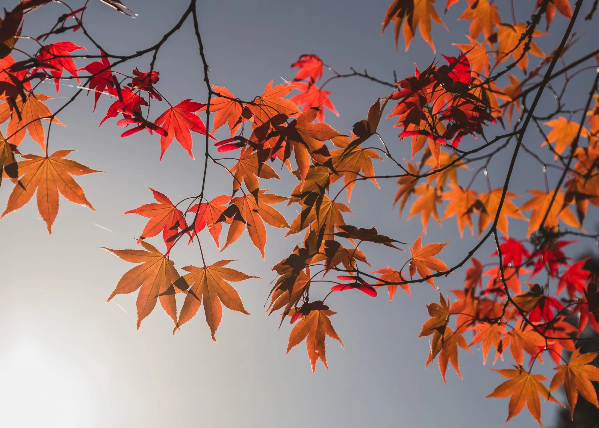 Westonbirt Arboretum