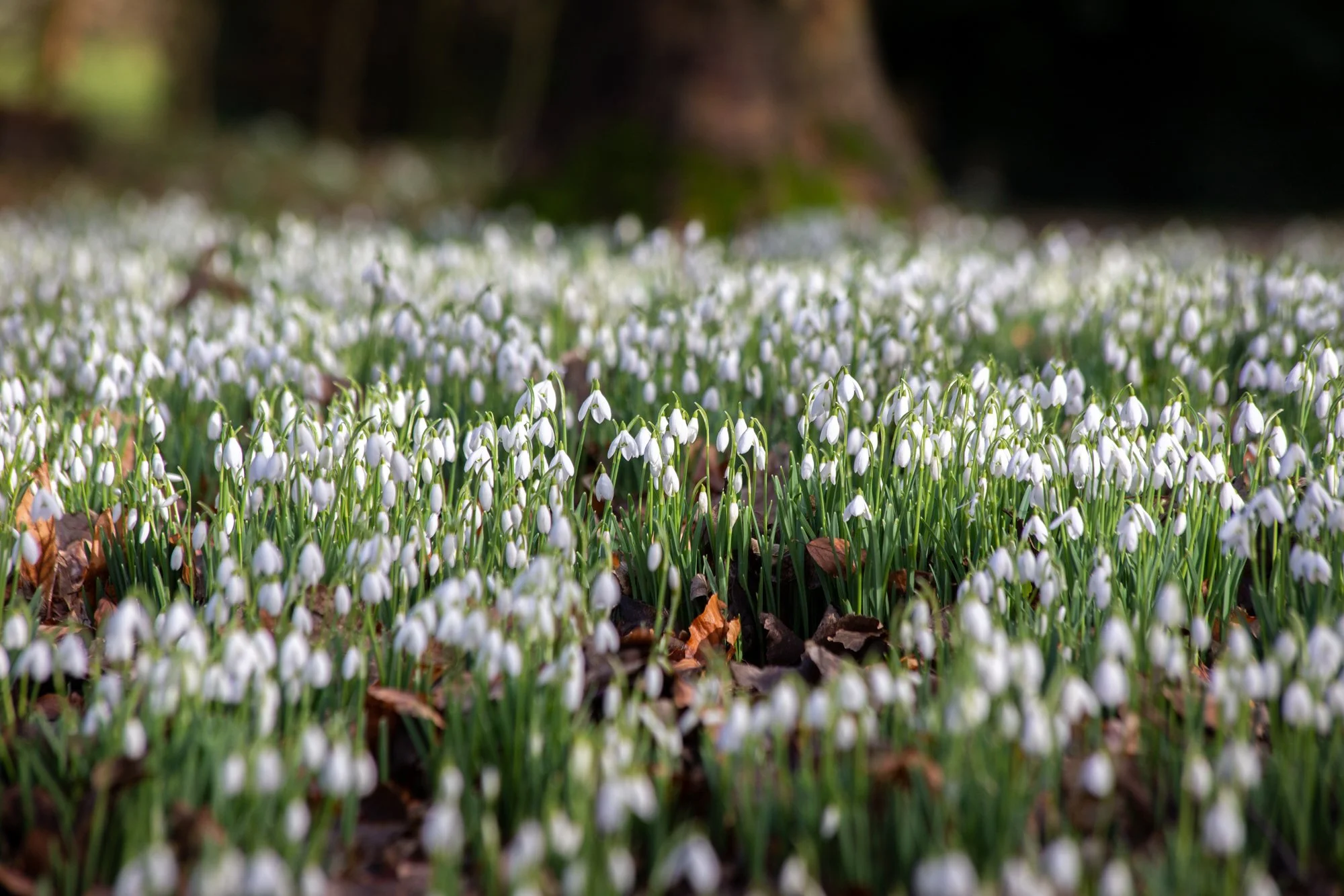 Painswick Rococo - Gloucestershire - Feb 2021 - Casper Farrell-1-32.jpg