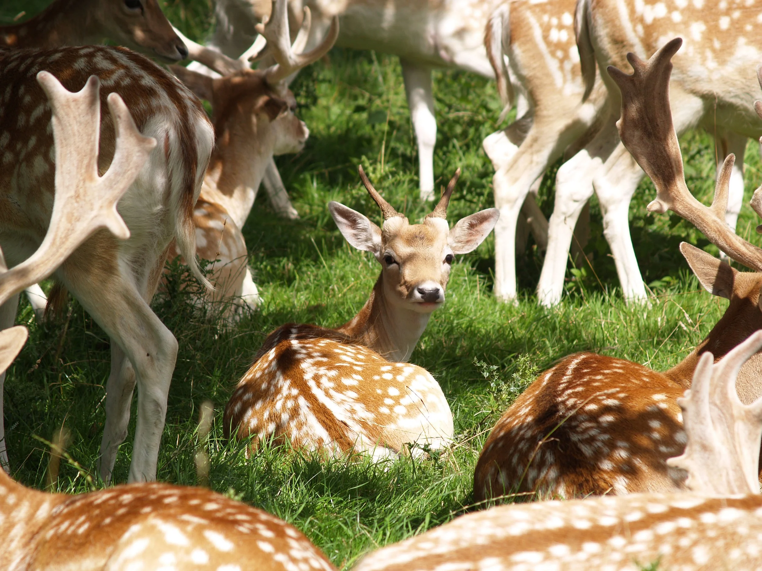 Dyrham Park - The National Trust