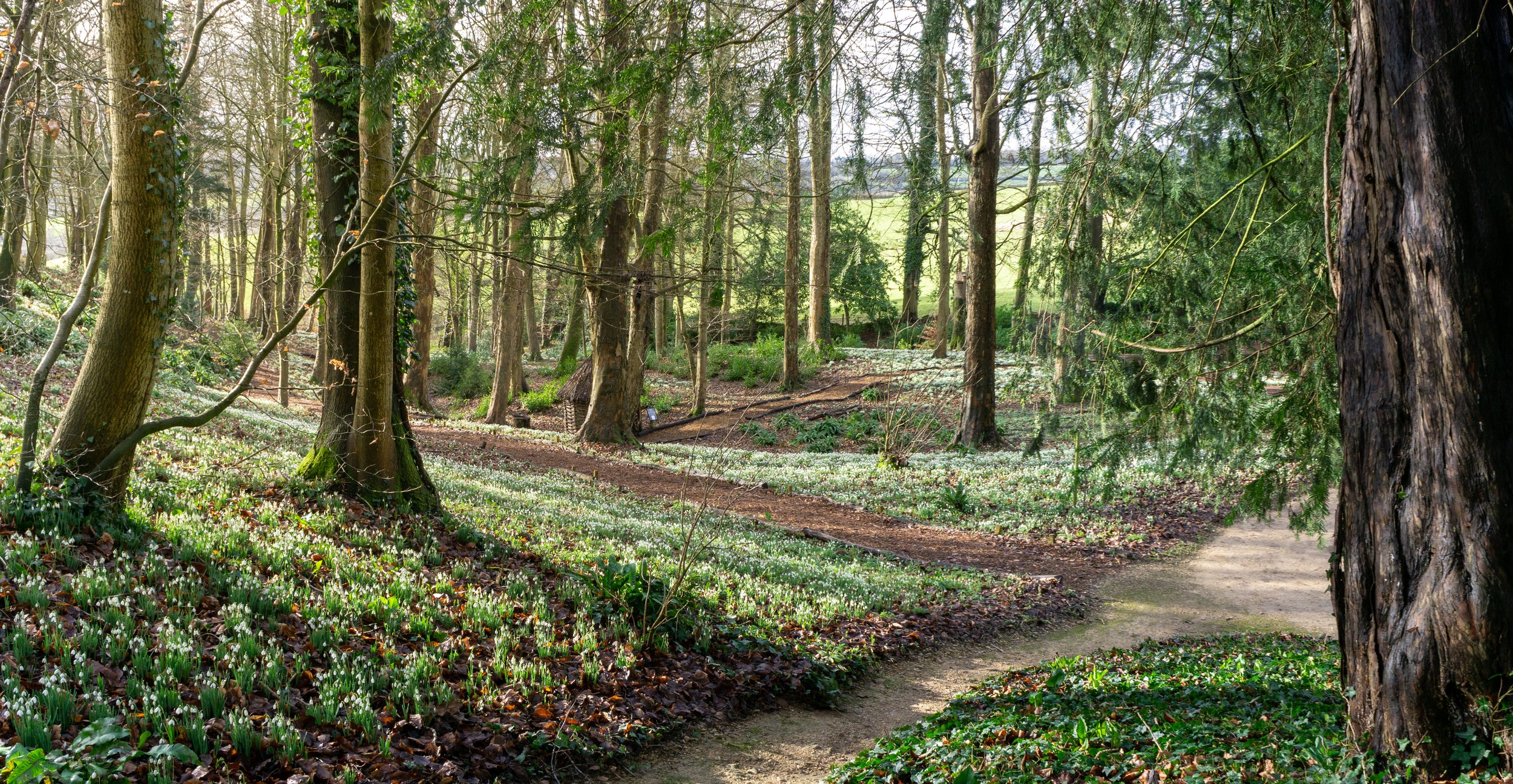 Painswick Rococo Snowdrops