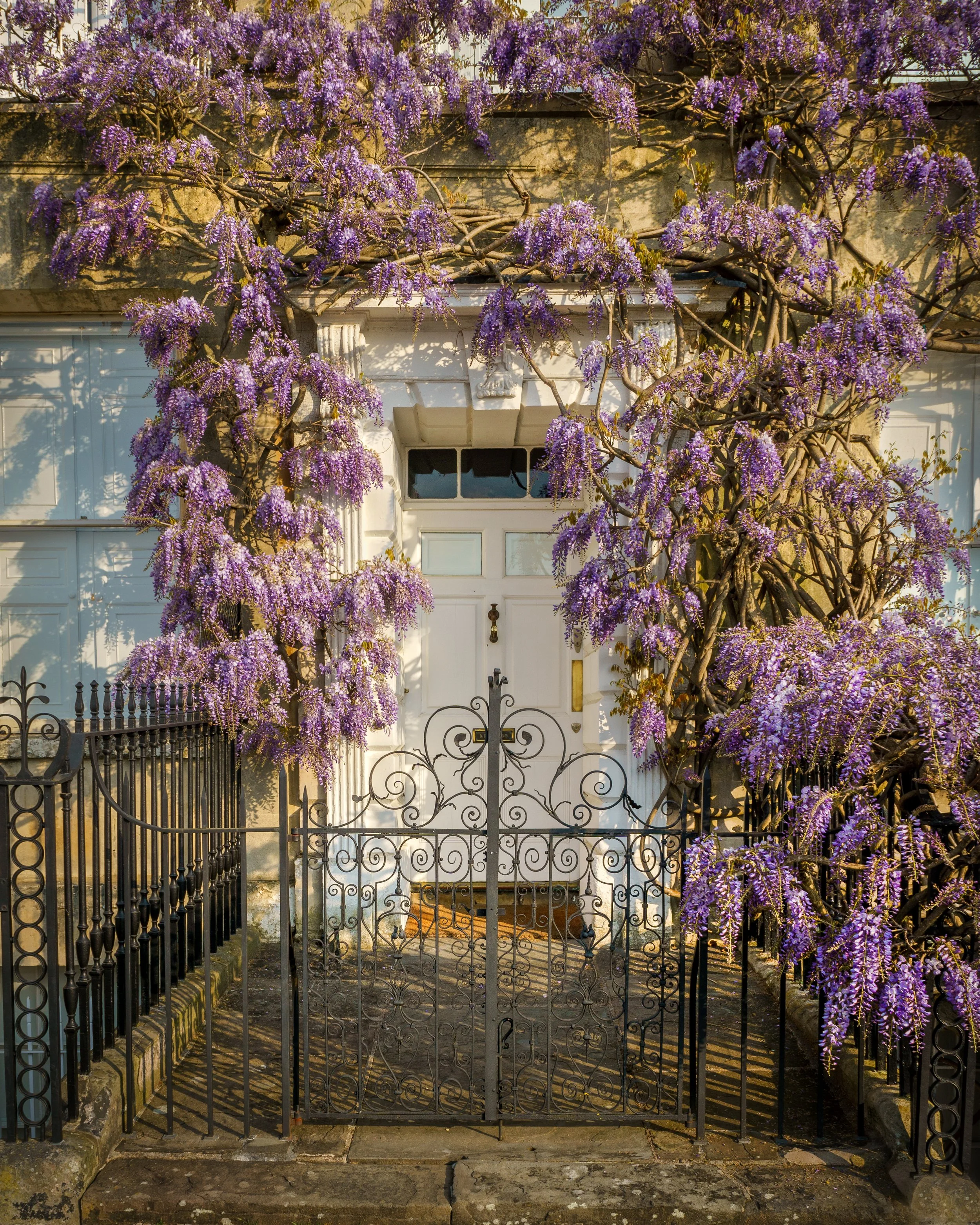 Ornate iron gate with purple wisteria vines and flowers climbing a cream-colored building façade, in front of a white door.