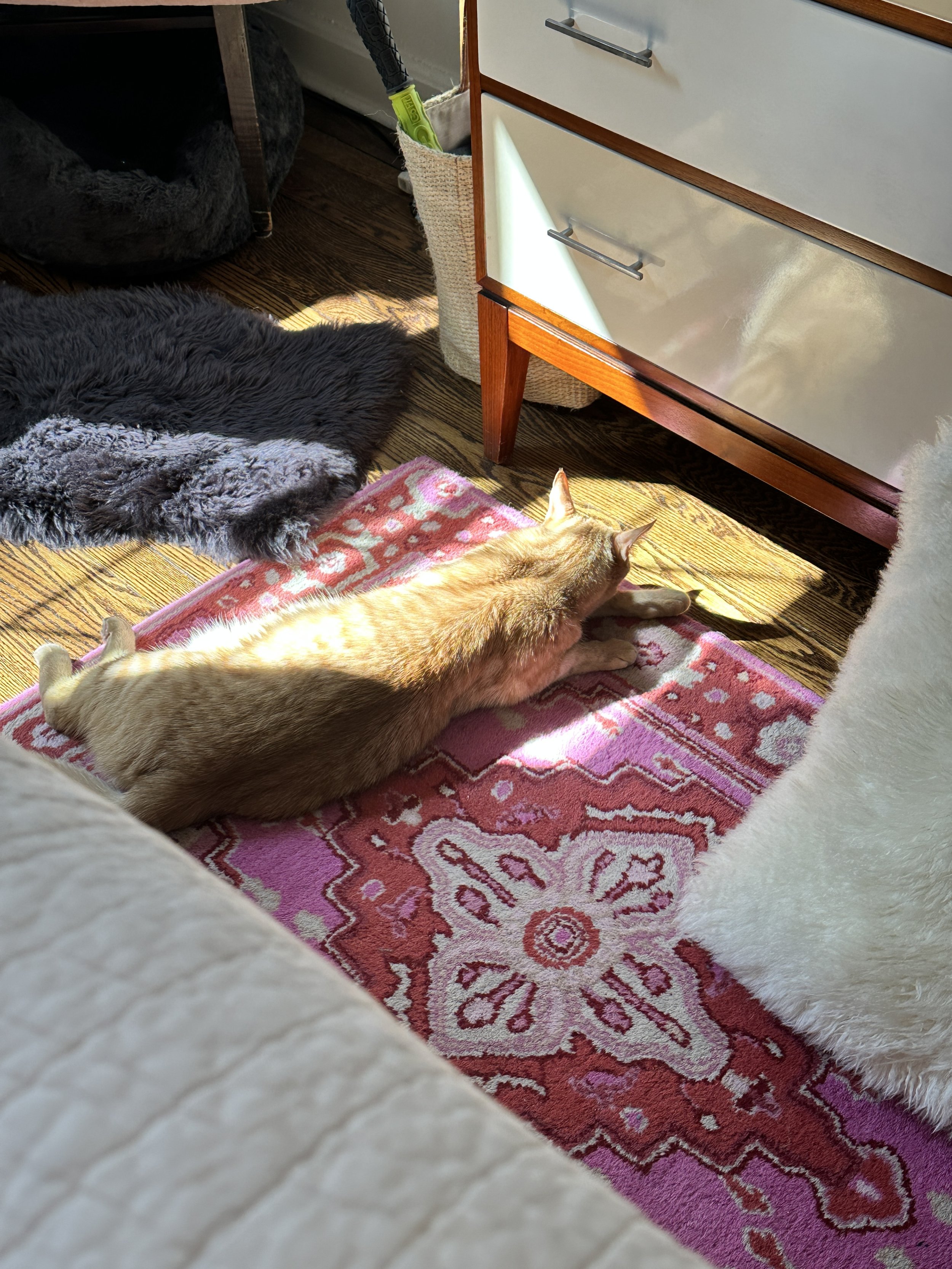 v. 66 The Lost Art of Waiting for It: On anticipation, Cabbage Patch Kids, and the price of convenience  