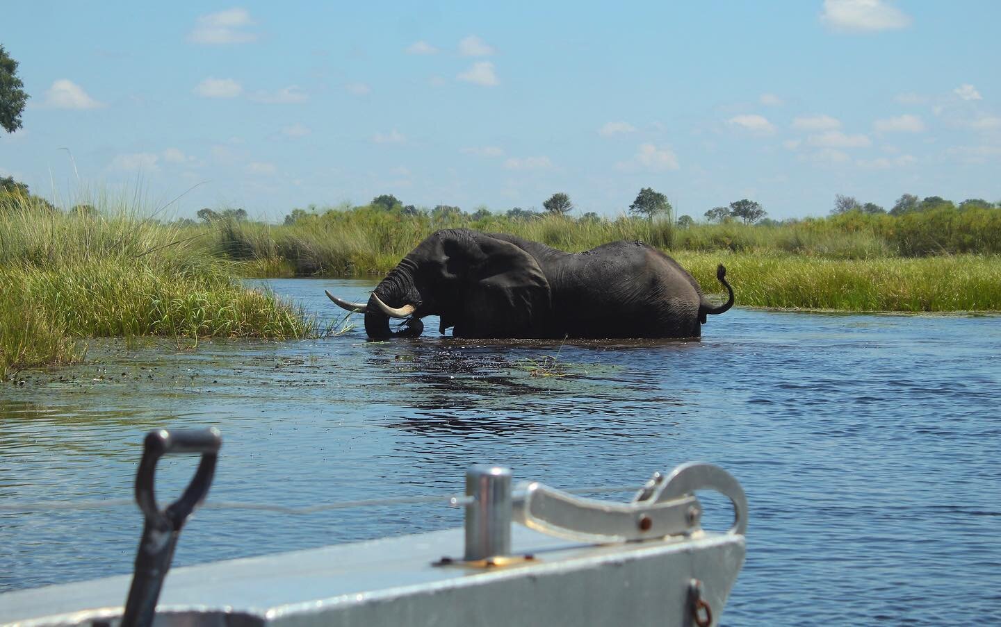 Delta roadblock 🚧 

#okavangodelta #boatsafari #botswanasafari #elephant #botswana #safari #aluminiumboats