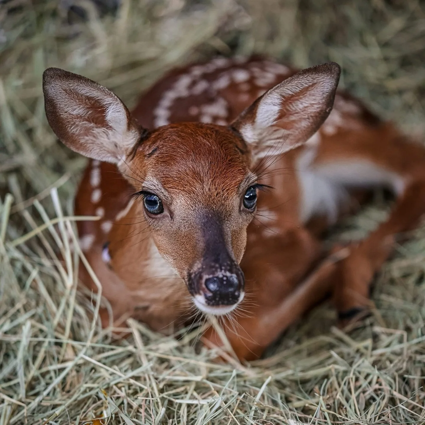 🦌🐿️As the year comes to a close, we invite you to consider us in your year-end giving. Your support makes a meaningful difference for the wildlife in our care. If available, employer matching programs can help your gift stretch even further. 💚 Don
