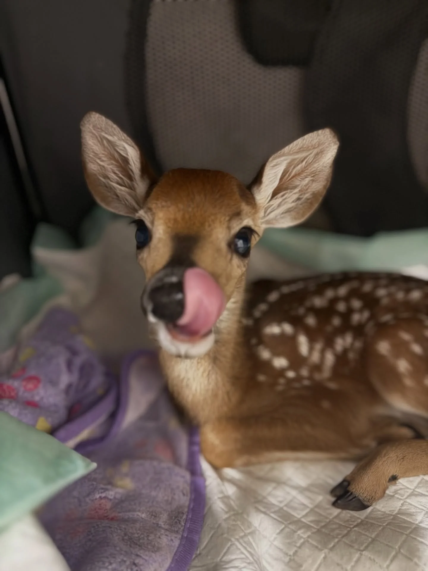 Fawn season just surprised us&hellip; two months early! 🦌🍼

That means it&rsquo;s officially time for our annual Wildlife Baby Shower.

Every spring we welcome dozens of orphaned fawns who need around-the-clock care, specialized milk replacer, bott
