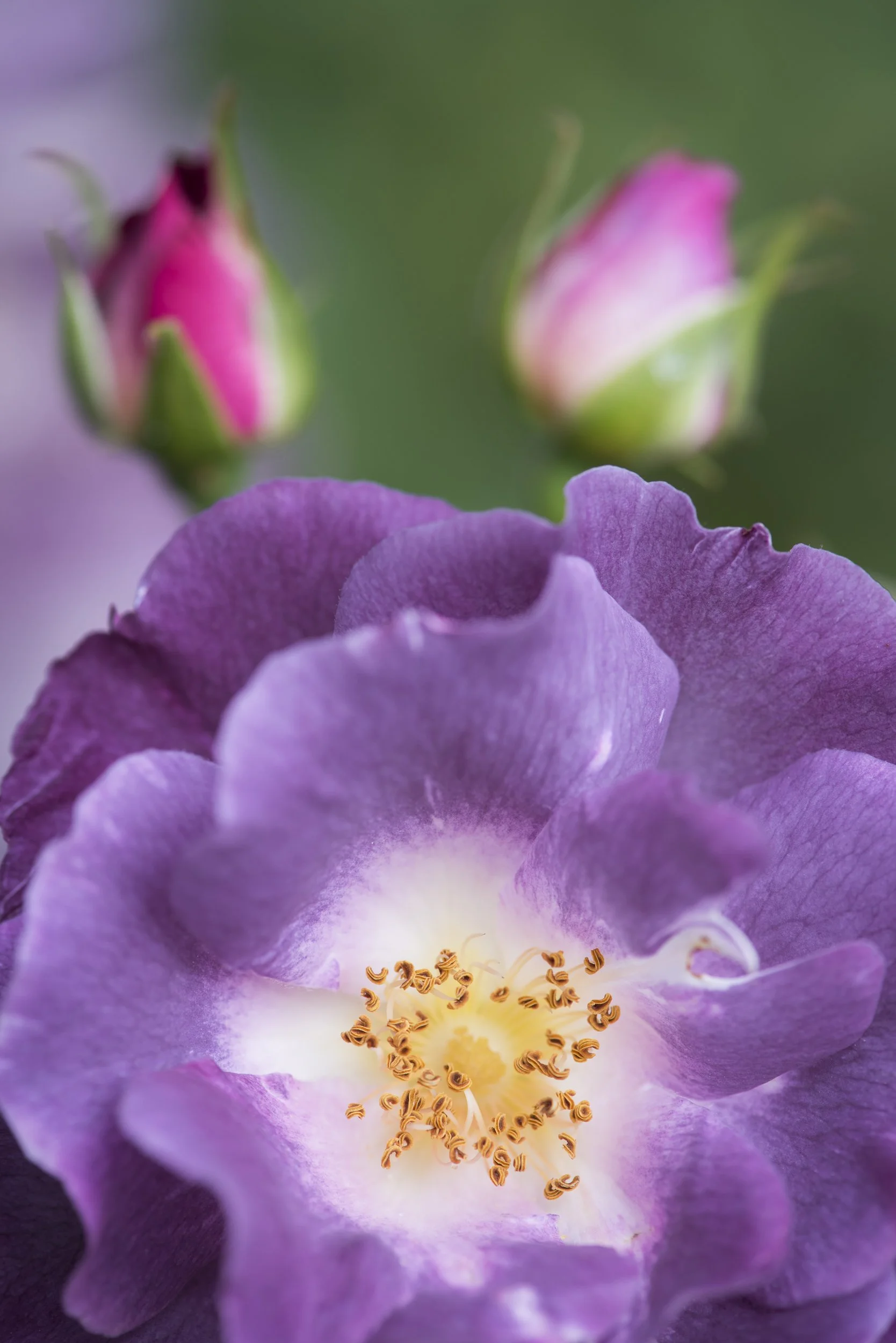 AMP_0800.jpg