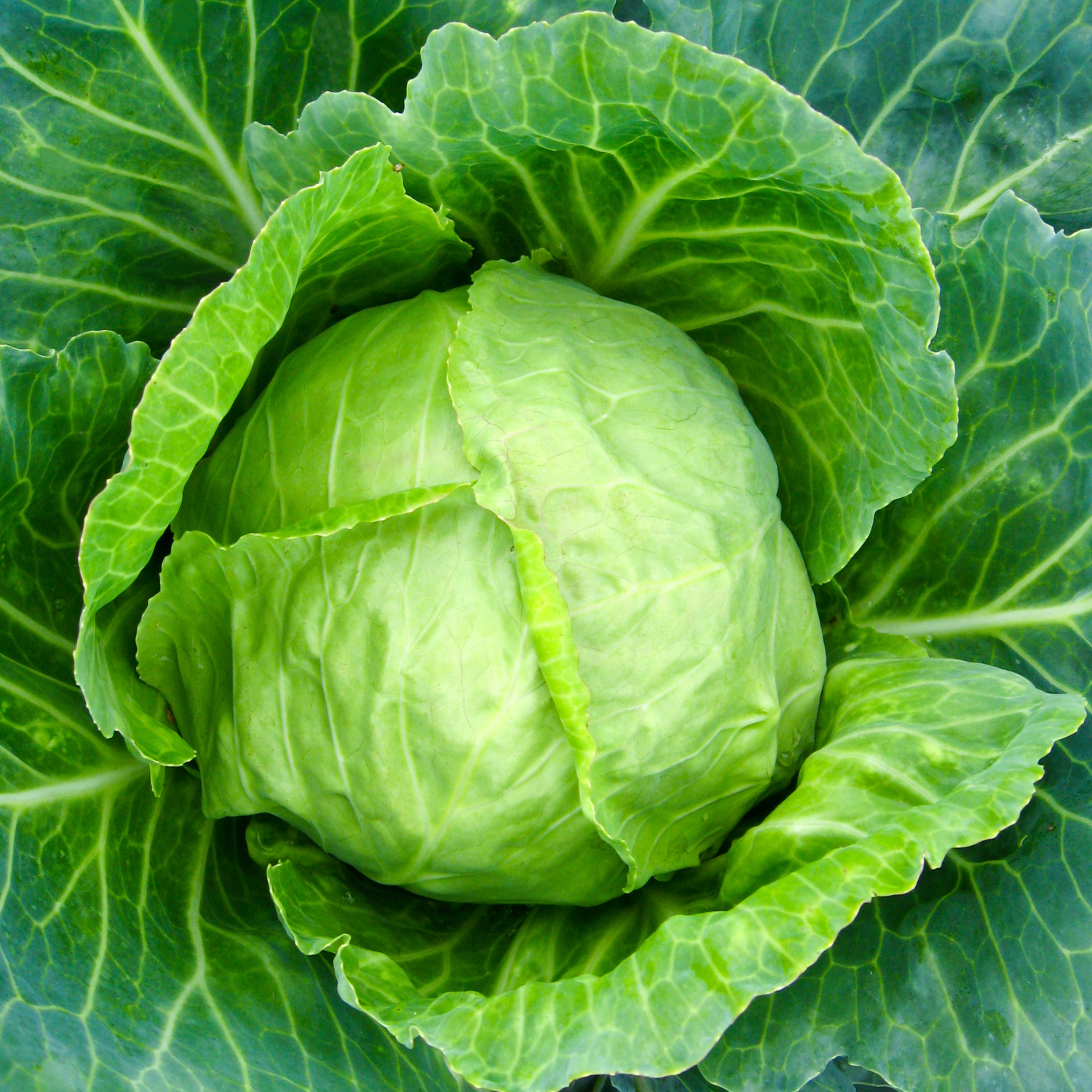 Green cabbage