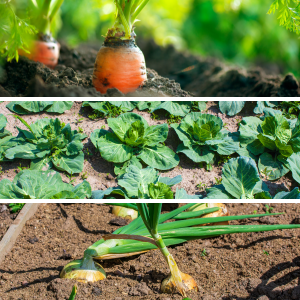 Pick the Patch Veggie Craft Drop-In Activity