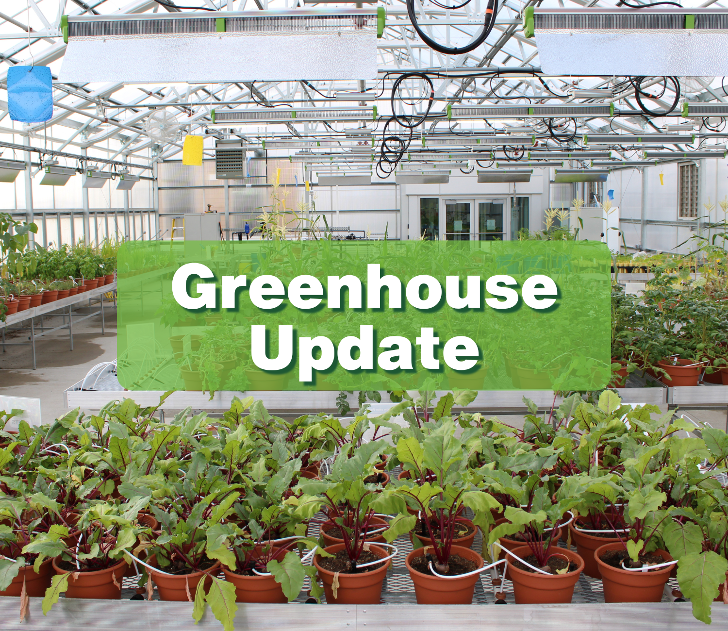 Greenhouse Update: Innovation in Action