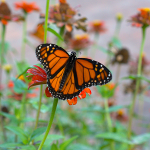Summer Camp: Little Pollinators, Big Jobs