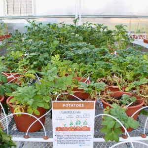 Potato Growing Workshop