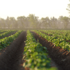 Heartland Potato Plant Field Rows 300 x 300.png