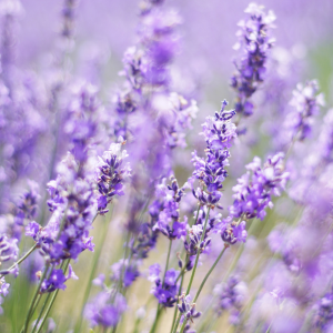 Cultivate + Create: Lavender Workshop