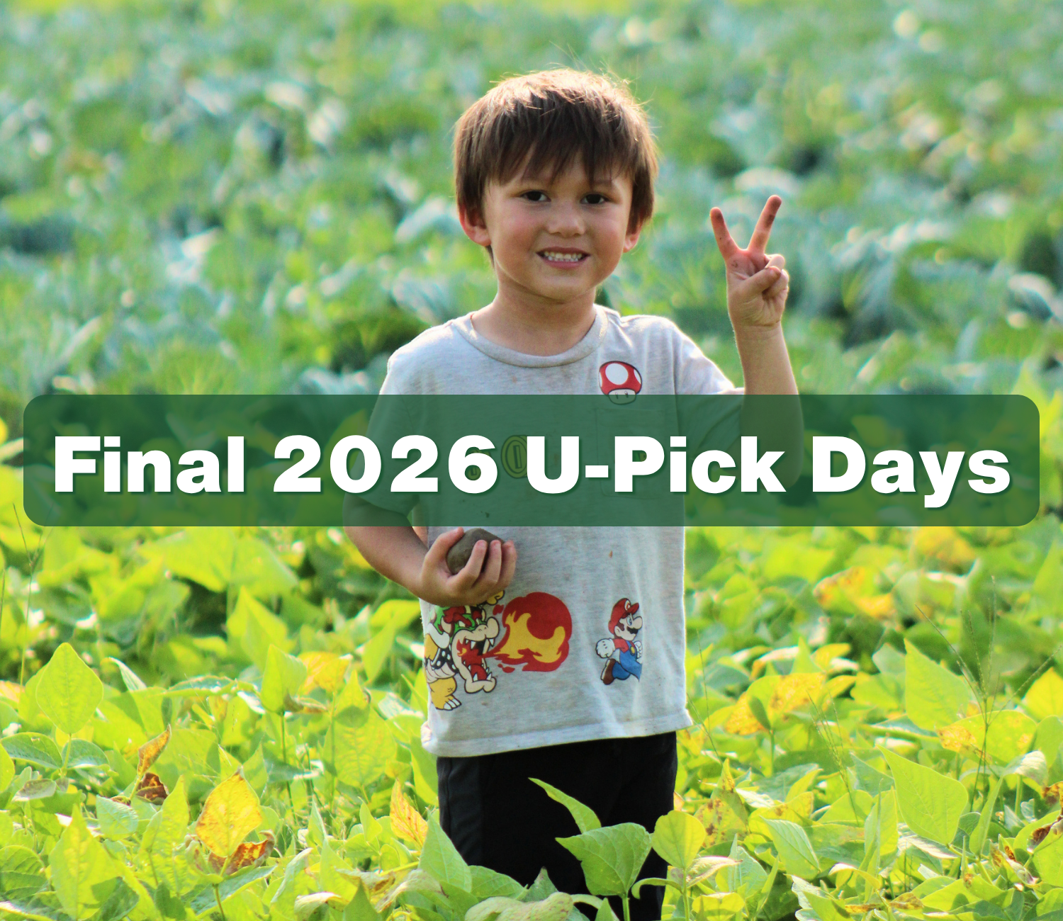 Harvest Finale: Late August &amp; September U-Pick Preview