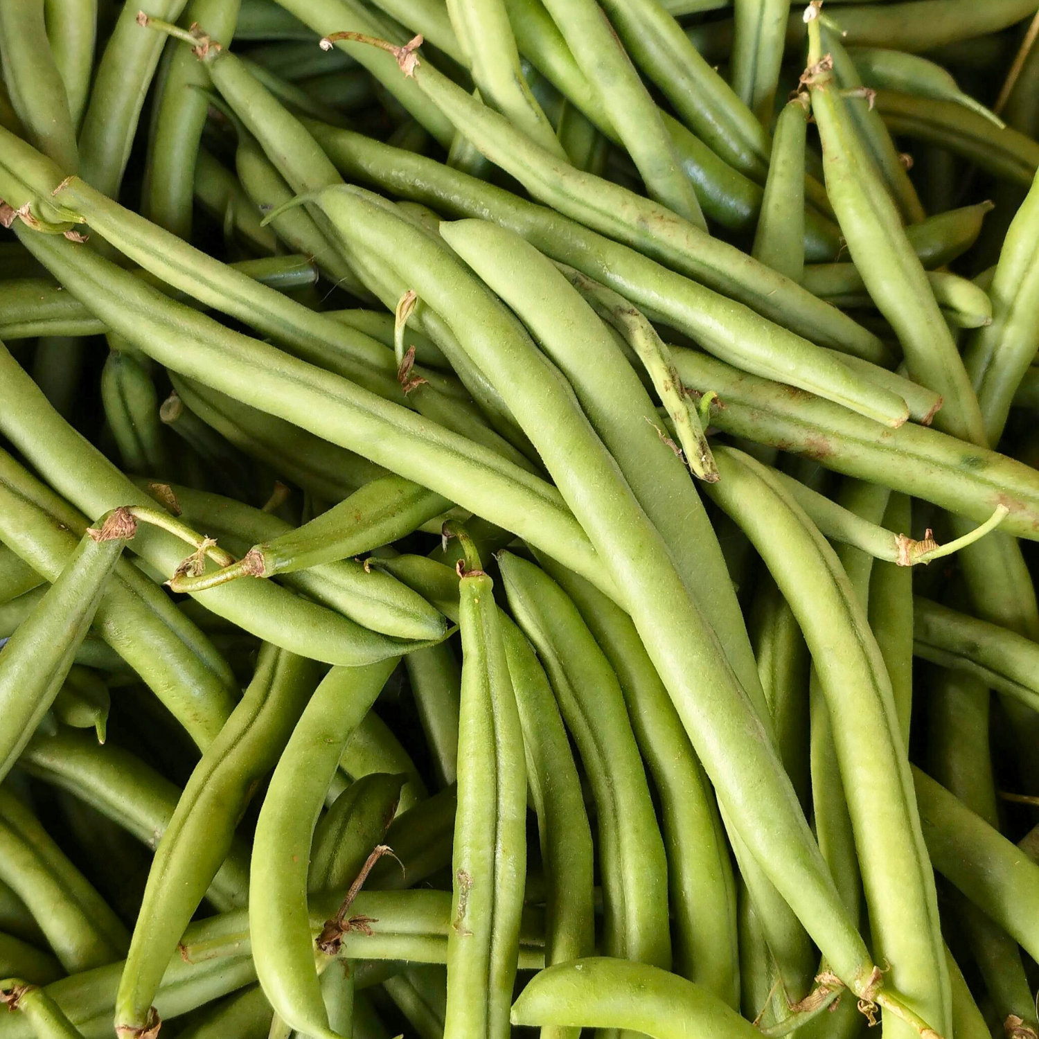 Green beans untrimmed in pile