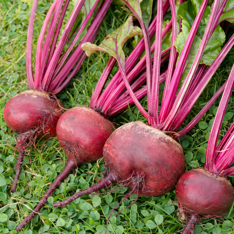 Four beetroot recently harvested on clover