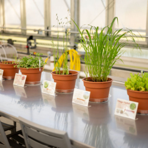 Potted plant in educational greenhouse
