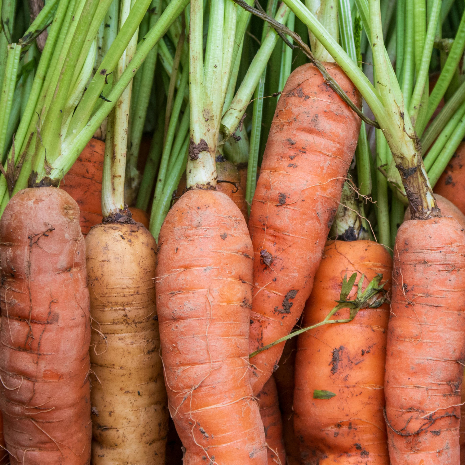 Carrots with greens in pile