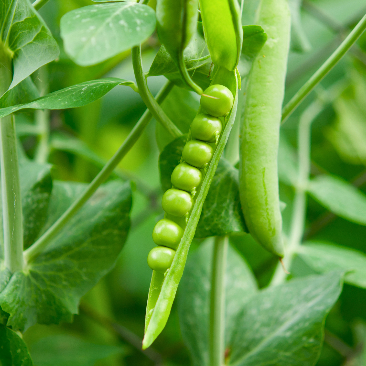 Green pea shelled but still growing on plant