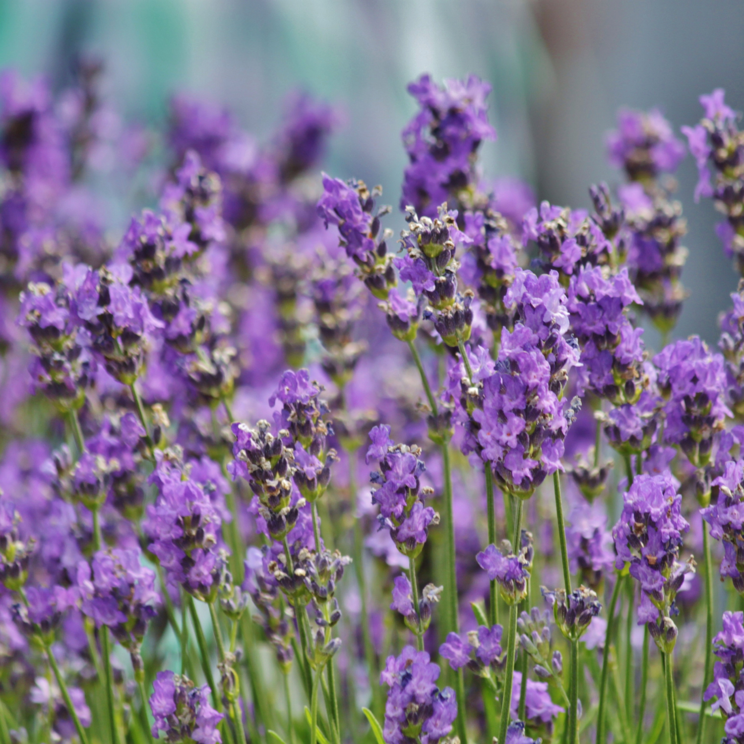 Lavender Growing in Field