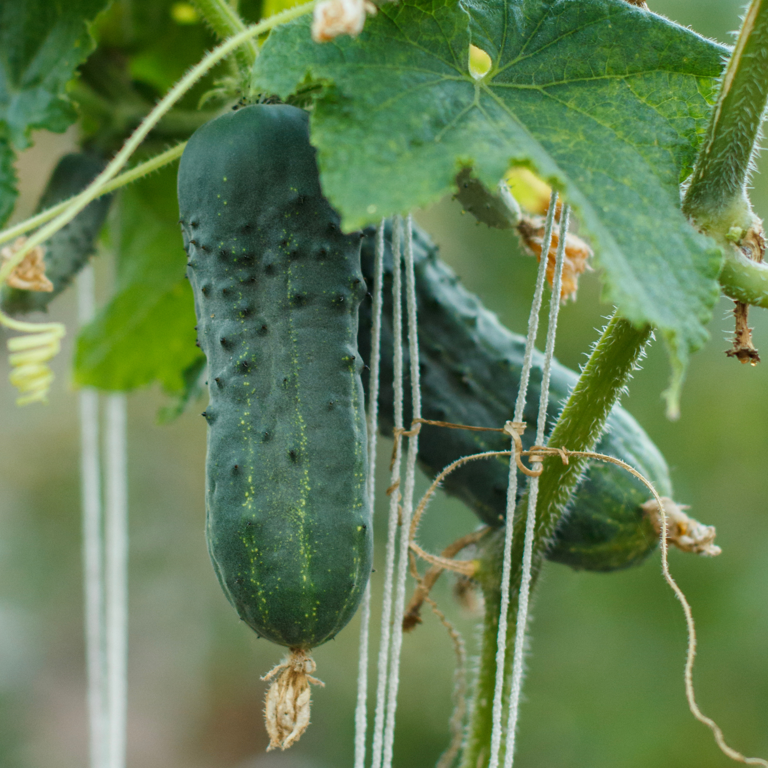 Cucumber Plant Growing in Summer