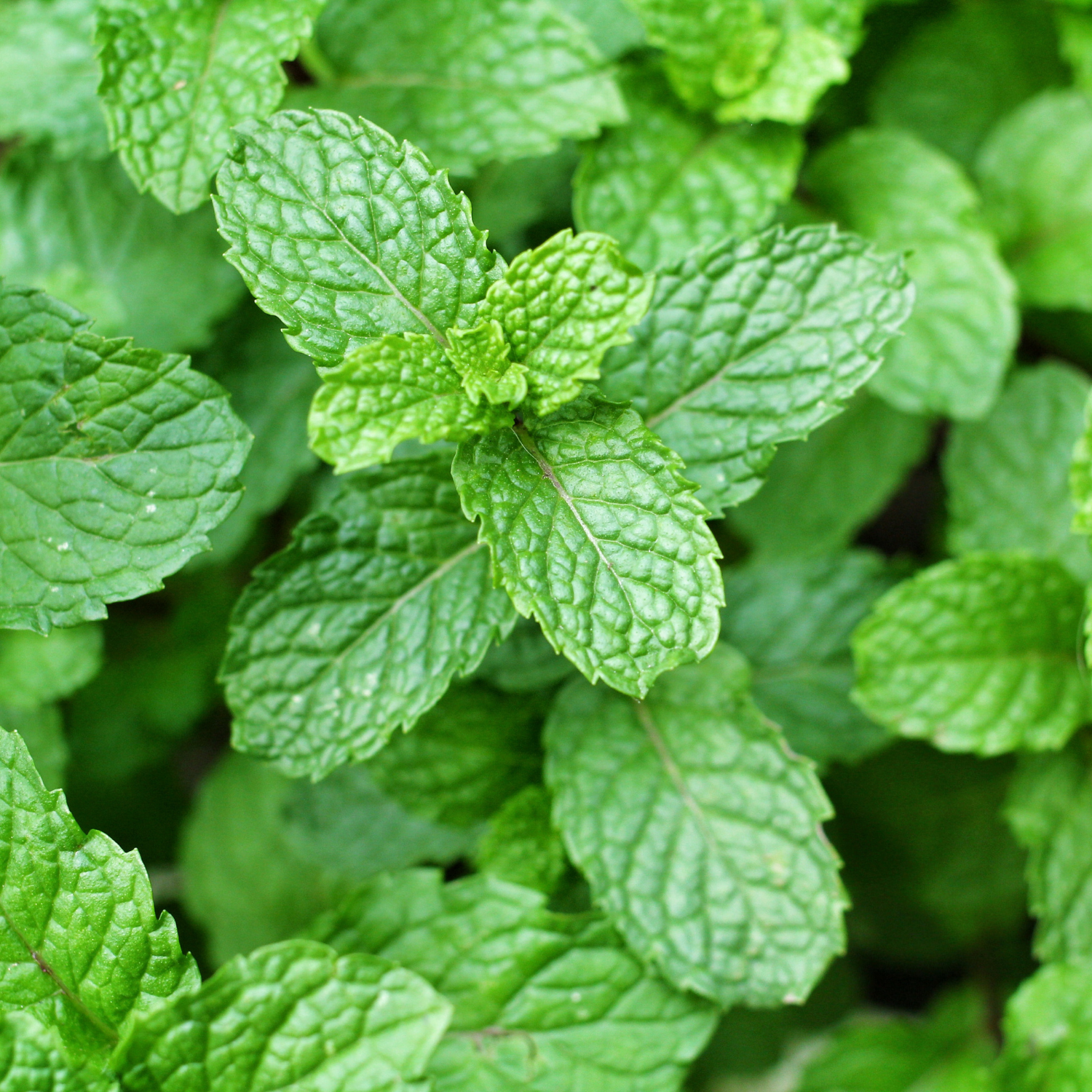 Mint Plant Growing Leaves 