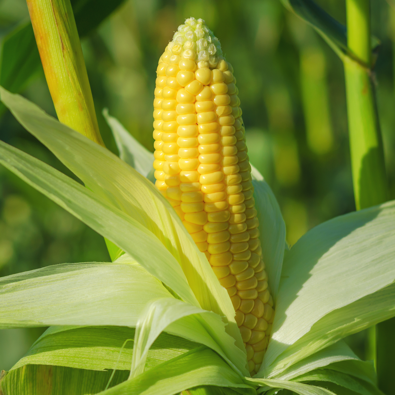 Corn husked on stalk in field