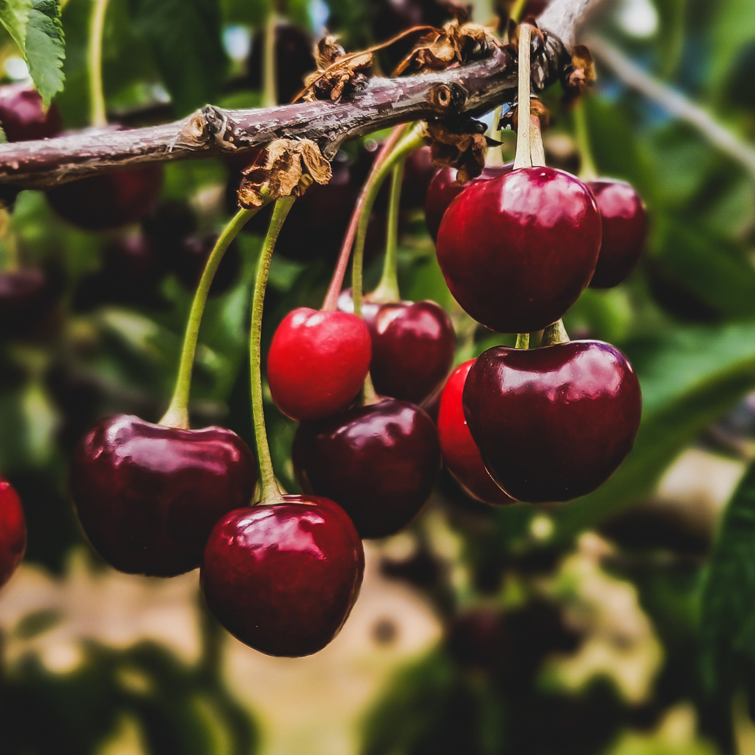 Cherries Growing on Tree