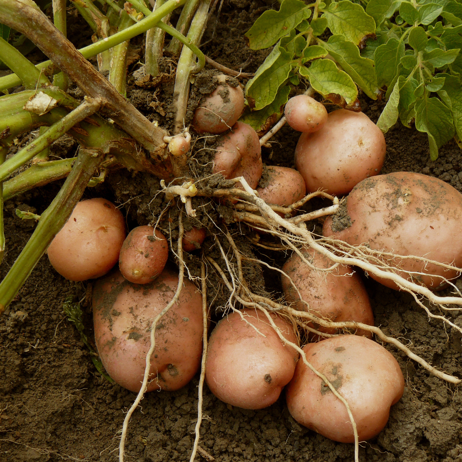 Potatoes with Roots Growing in Dirt