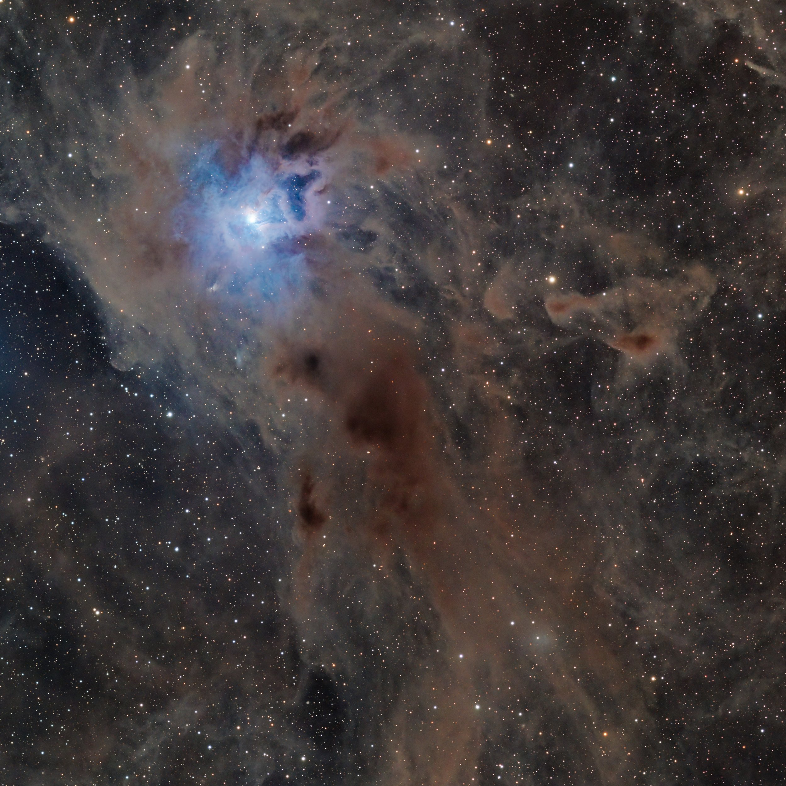 Dark Nebulae surrounding the Iris Nebula – captured with a Sky-Watcher Esprit 100 at f/4.12 with ASI2600MM Pro camera and LRGB filters. Image by Cosmic Captures