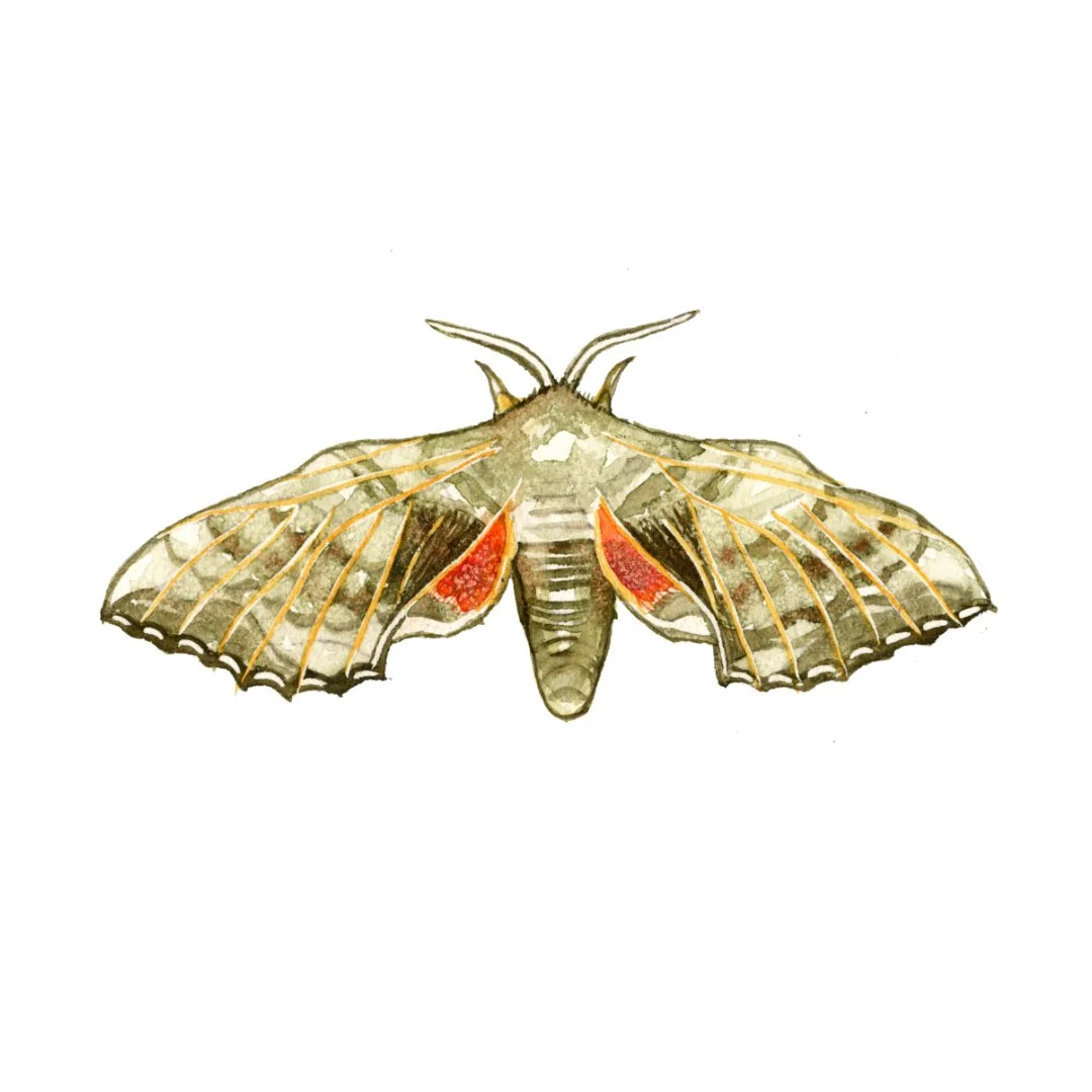 ➡️Swipe to see our photograph of a pretty poplar hawk moth, found in our garden!

🖌️Tackle masking fluid + the salt technique in our FREE 10-min demo! #FunSizedArtSchool Week 6 out now.

This week's project is all about:
🎨The salt technique: adding