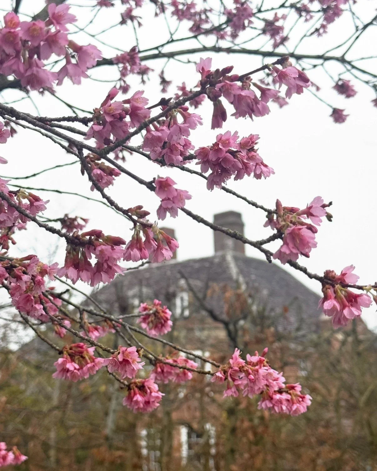 I noticed the very first Spring blossom this morning. Its bold colours are doing a wonderful job of brightening up this classically overcast February sky!

Mum told me it's called: Prunus 'Okame'. 

-Emma Tatham

 #pinkblossom #PrunusOkame #blossom #