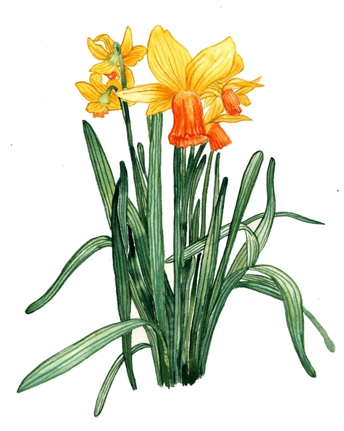 A &lsquo;Jetfire&rsquo; dwarf daffodil in watercolours. What do you think of week 7's final artwork? 
#FunSizedArtSchool

❗We are reducing the Fun-sized Art School videos from once a week to once a month (after the success of the Spring Fair last wee