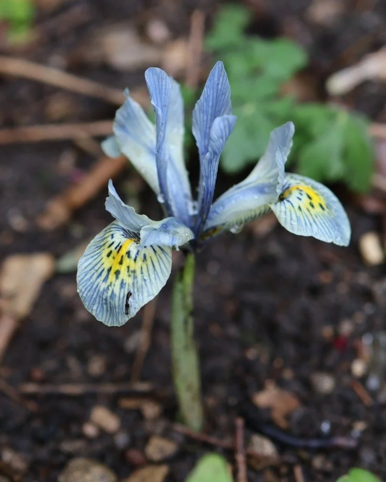 🩵Spotted this icy blue iris as I was filling up the bird feeder this morning. 

🩵Seems like spring is already bursting into bloom!

🩵Mum told me its name is 'Katharine Hodgkin'. 

-Emma Tatham. 

#springflowers #iris #irisKatharineHodgkin #springg