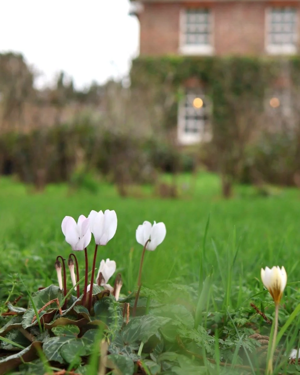 Cyclamen and Crocuses: two Spring classics! 

Mum told me that these are 'Cyclamen coum', Crocus 'Dutch Yellow' and Crocus 'Snow Bunting'. 

-Emma Tatham

#Cyclamen  #Crocuses #Sringgarden #springflowersblooming #naturepjotography 
nature spring engl