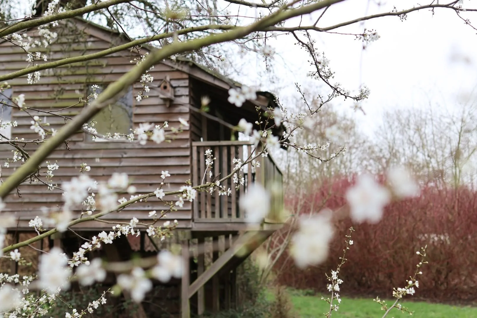 Lovely to see some early blossom by my childhood tree house! 

I have many fond memories of the treehouse, such as entertaining friends, enjoying decorating it (as if it were my own home at age 10), and simply relaxing in the summer. 

-Emma Tatham

