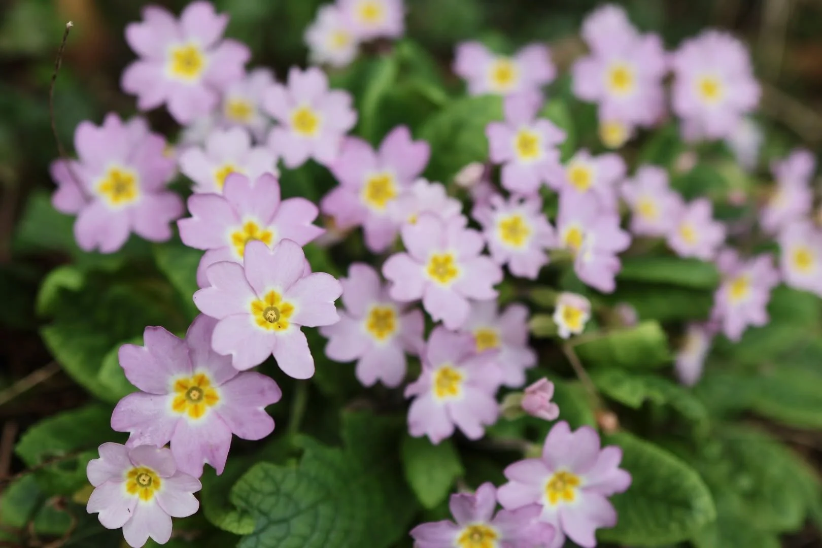 Pretty pastel purple primroses! 

Photographed + posted by Emma Tatham.

#primrose #purpleprimrose #englishgarden #naturephotography #springflowers 
purpleflowers nature springishere spring2026 springphotography photography