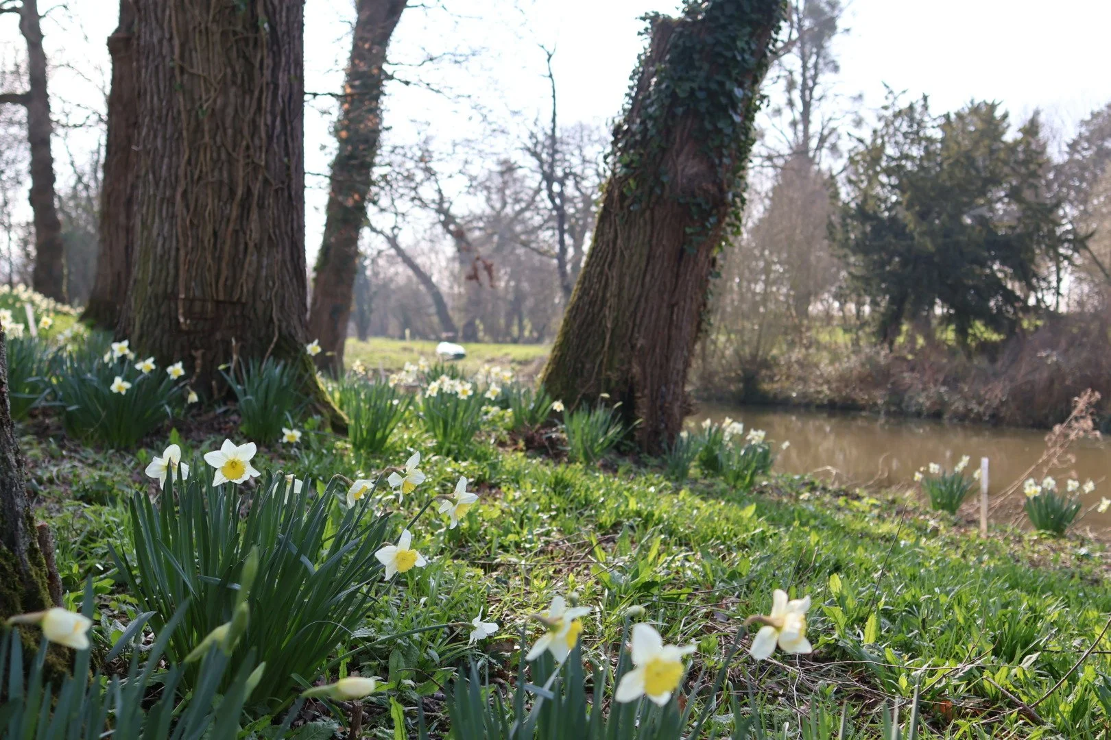 Can you spot the pair of mallards?

I couldn't believe my eyes when I went for my morning walk and saw all the beautiful daffodils had suddenly sprouted! I've been checking in on them every now and then, and finally they're in bloom!

Mum told me the