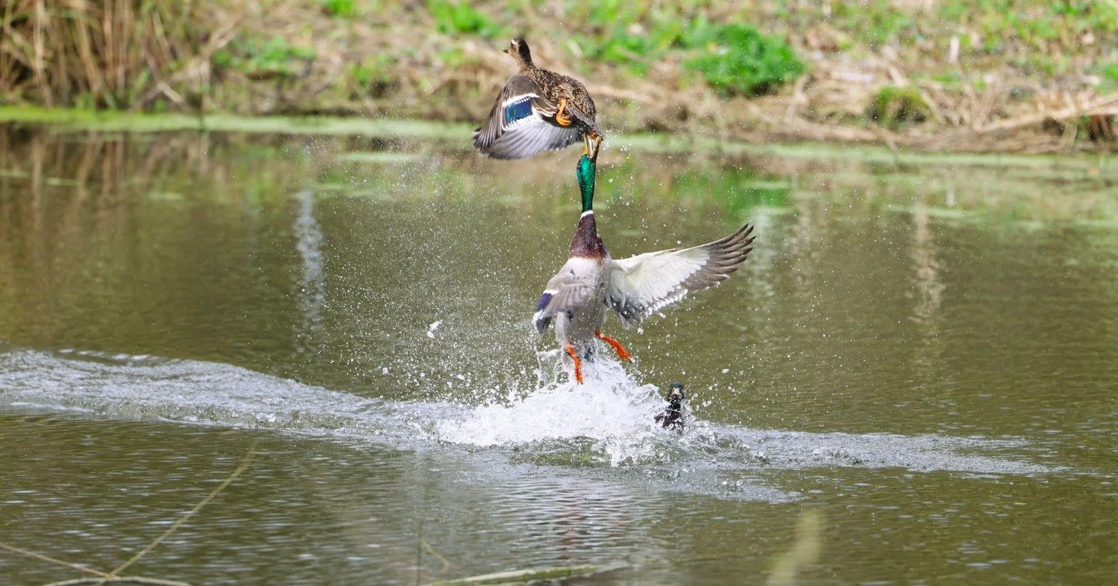 🦆Lots of activity on our lake: both frantic and calm. 

🦆I've been having SO much fun capturing shots with my brand new lens that arrived yesterday! 

🦆What do you think of these images? 

-Emma Tatham

#mallard #naturephotography #wildlifephotogr