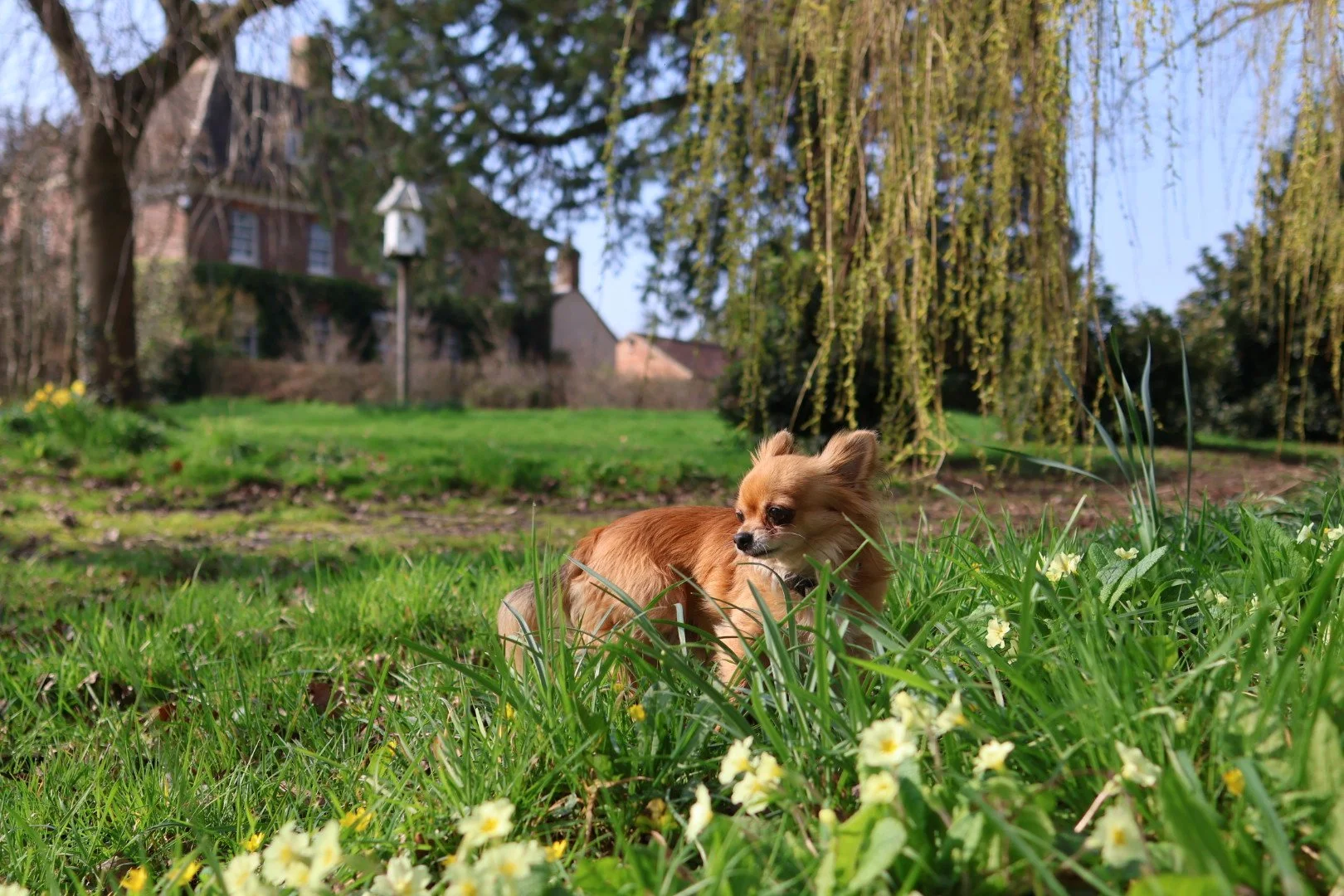 Milo's really enjoying the delicate blanket of primroses (so much he's singing about it on the last image ;) )

What's your favourite Spring flower?

-Emma Tatham 

#chihuahua #naturephotography #springflowers #primroses 
dog nature spring spring2026