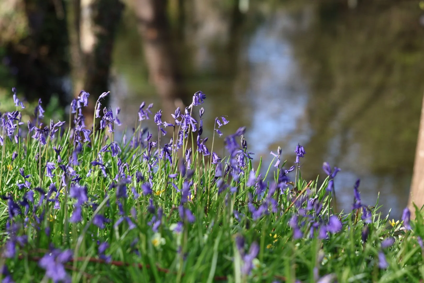 💙 A beautiful bluebell kind of day!
💙Always a sign that Spring is in full swing.

📍The lake

-Emma Tatham 

#Bluebells #springflowers #bluebellwoods