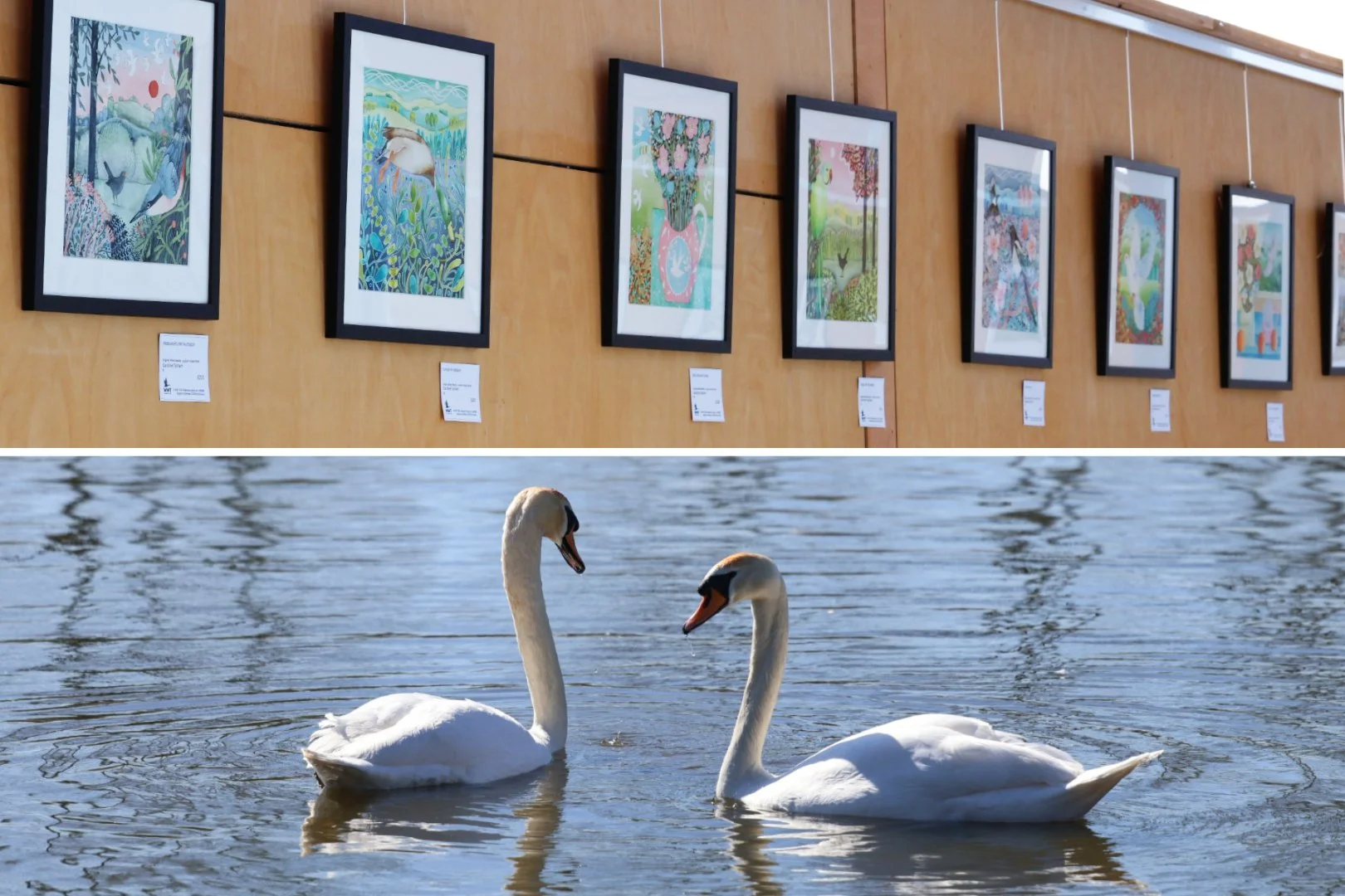 🦢Only 10 more days left of our exhibition at @wwtslimbridge .

🦢Originals, framed giclee prints, unframed giclee prints, cards, journals, calendars, and jigsaws are still available.

🦢35% of each sale goes to the WWT charity, helping to restore we
